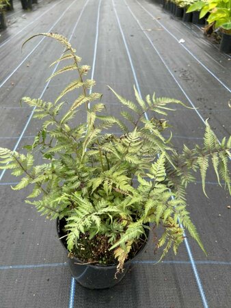 Athyrium niponicum pictum 3L - image 2