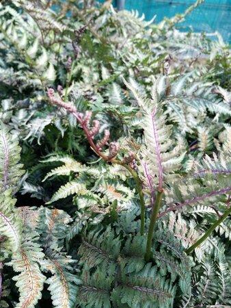 Athyrium niponicum pictum 3L - image 1