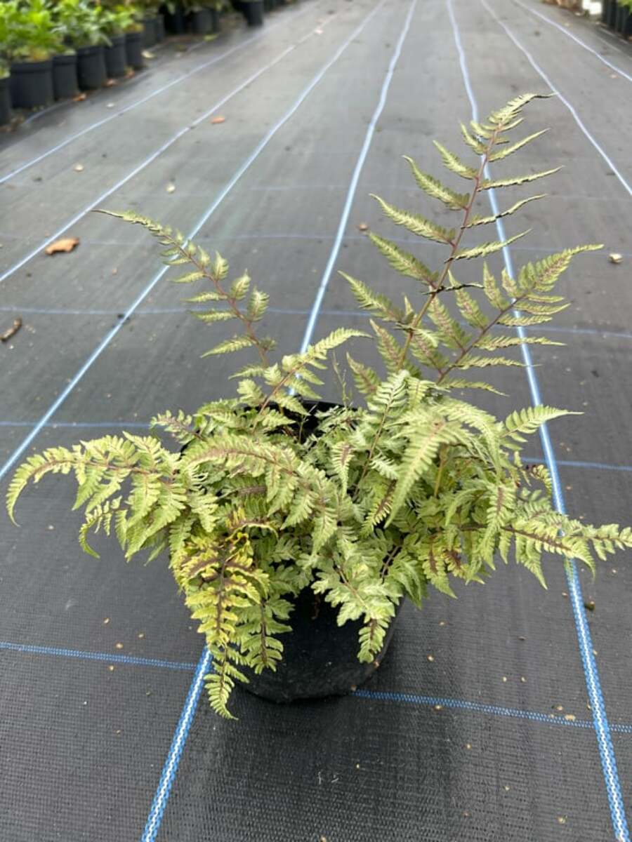 Athyrium niponicum 'Red Beauty' 3L - Van Arnhem Nursery