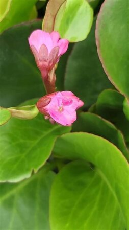 Bergenia cordifolia Eroica 2L - image 3