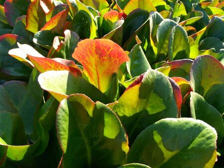 Bergenia cordifolia Eroica 2L - image 2