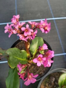 Bergenia cordifolia Eroica 2L