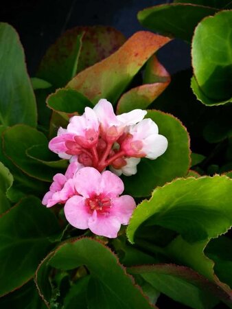 Bergenia 'Harzkristall' 2L - image 4