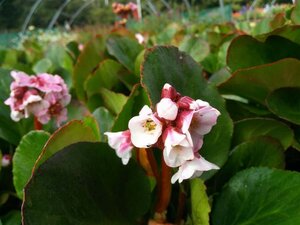 Bergenia 'Harzkristall' 2L