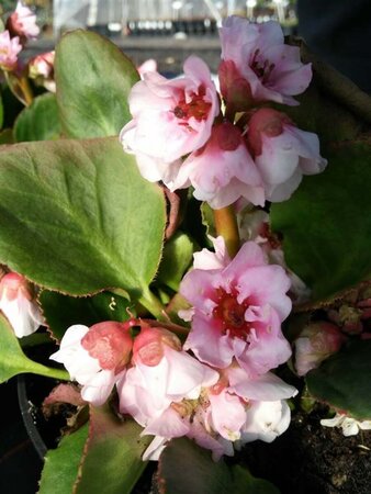 Bergenia 'Harzkristall' 2L - image 2