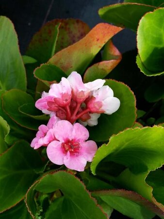 Bergenia 'Harzkristall' 2L - image 3