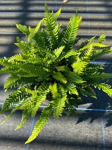 Blechnum spicant 3L - image 5