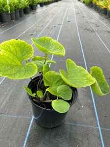 Brunnera macrophylla 2L - image 4