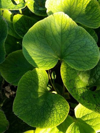 Brunnera macrophylla 2L - image 1