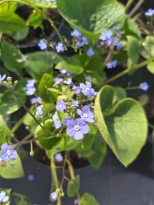 Brunnera macrophylla 2L - image 3