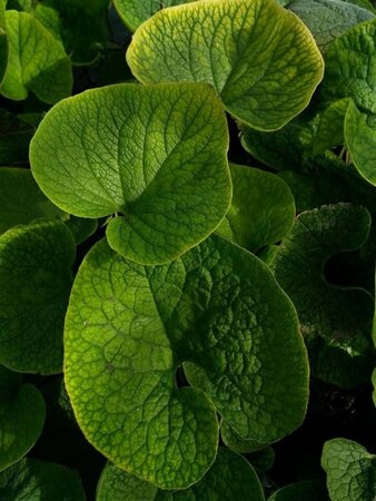 Brunnera macrophylla 2L - image 2