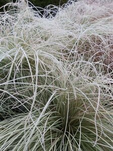 Carex comans 'Frosted Curls' 3L - image 6
