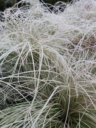 Carex comans 'Frosted Curls' 3L - image 1