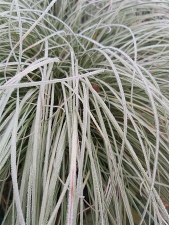 Carex comans 'Frosted Curls' 3L - image 5