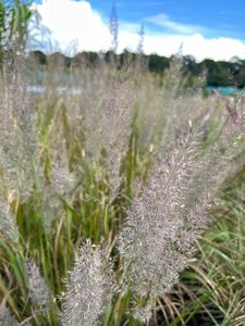 Calamagrostis brachytricha 10L - image 4