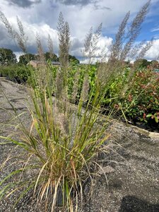 Calamagrostis brachytricha 10L - image 3