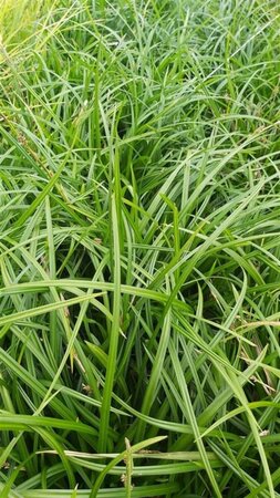 Carex morrowii 'Irish Green' 5L