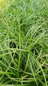 Carex morrowii 'Irish Green' 3L