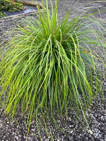 Carex oshim. Evergreen 5L