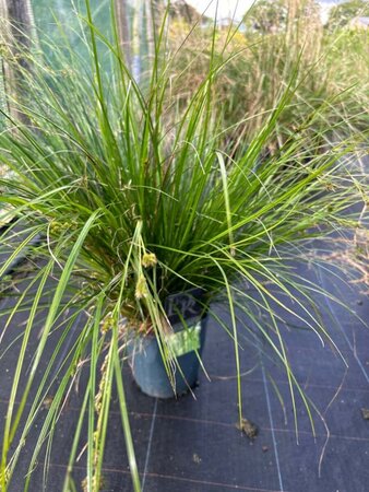 carex oshim. Magic Green 5L