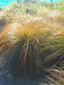 Carex testacea 3L