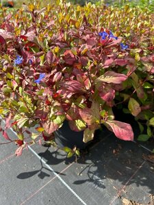 Ceratostigma plubaginoides 2L