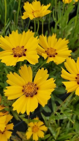 Coreopsis lanceolata 'Sterntaler' 2L - image 1