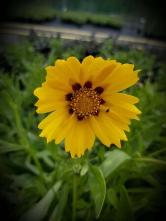 Coreopsis lanceolata 'Sterntaler' 2L - image 2