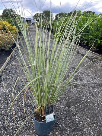 Cortaderia sell. Mini silver pampas 5L