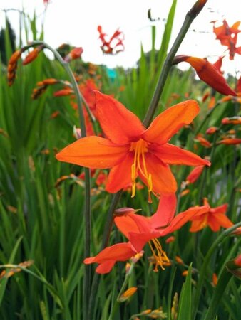 Crocosmia 'Babylon' 2L