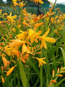 Crocosmia George Davidson 2L