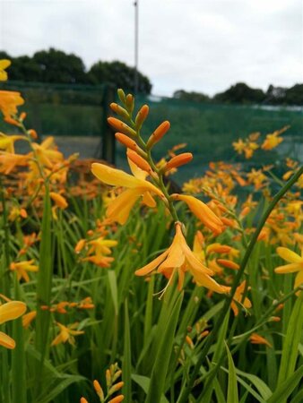 Crocosmia George Davidson 2L - image 2