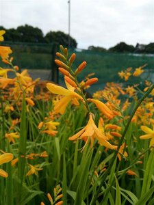 Crocosmia George Davidson 2L - image 2