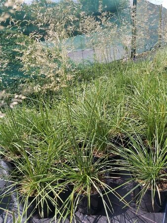 Deschampsia cesp. 'Goldschleier' 3L - image 1