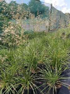 Deschampsia cesp. 'Goldschleier' 3L - image 3