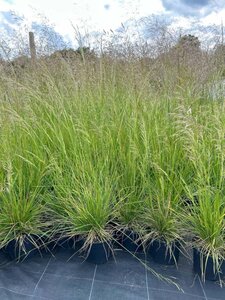 Deschampsia cesp. 'Goldschleier' 3L - image 2