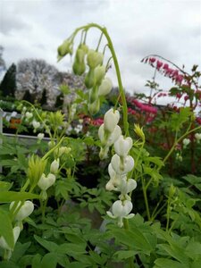 Dicentra spectabilis Alba 3L - image 2