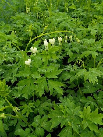 Dicentra spectabilis Alba 3L - image 1