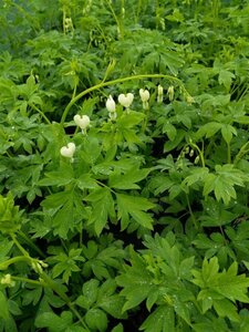 Dicentra spectabilis Alba 3L