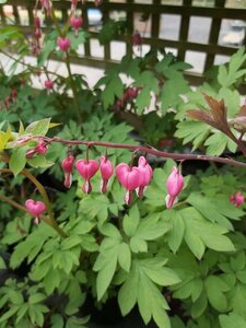 Dicentra spectabilis 3L - image 3