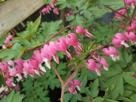 Dicentra spectabilis 3L - image 2