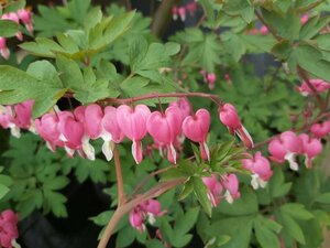 Dicentra spectabilis 3L - image 5