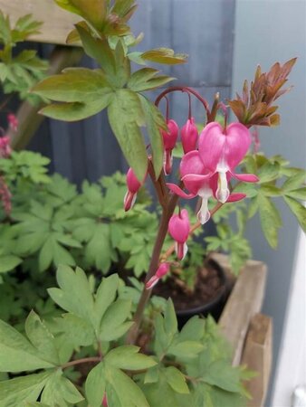 Dicentra spectabilis 3L - image 1