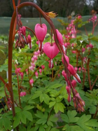 Dicentra spectabilis 3L - image 4