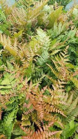 Dryopteris erythrosora 3L - image 1