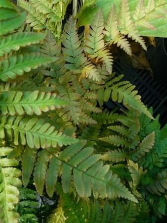 Dryopteris erythrosora 3L - image 6