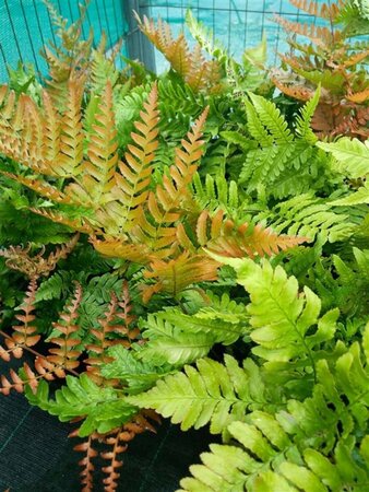 Dryopteris erythrosora 3L - image 9