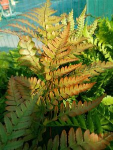 Dryopteris erythrosora 3L - image 11