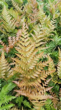 Dryopteris erythrosora 3L - image 10