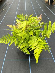 Dryopteris erythrosora 3L - image 3